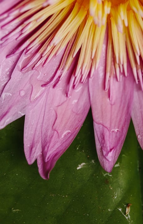 flower and leaf spa