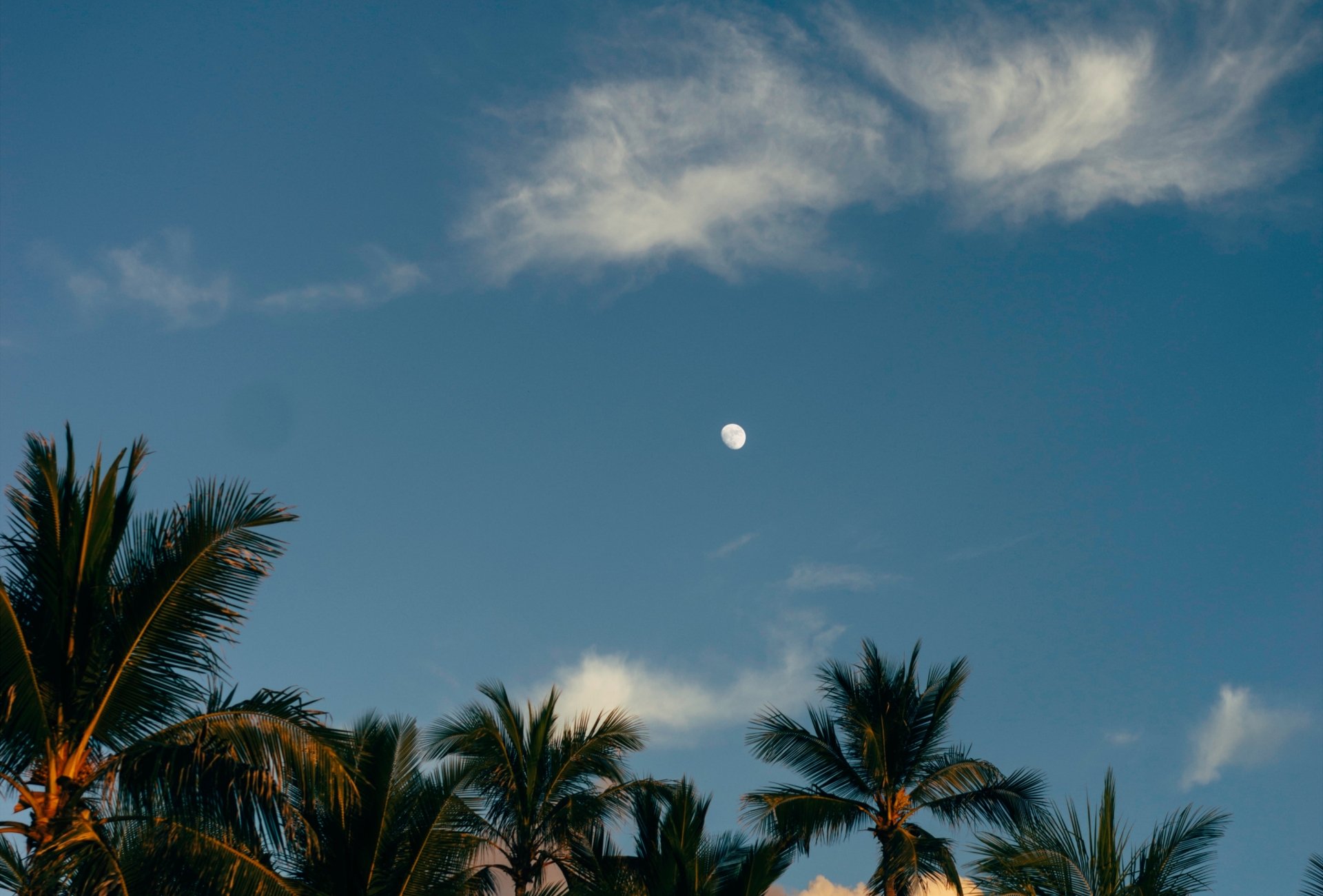 Shot of trees and the sky