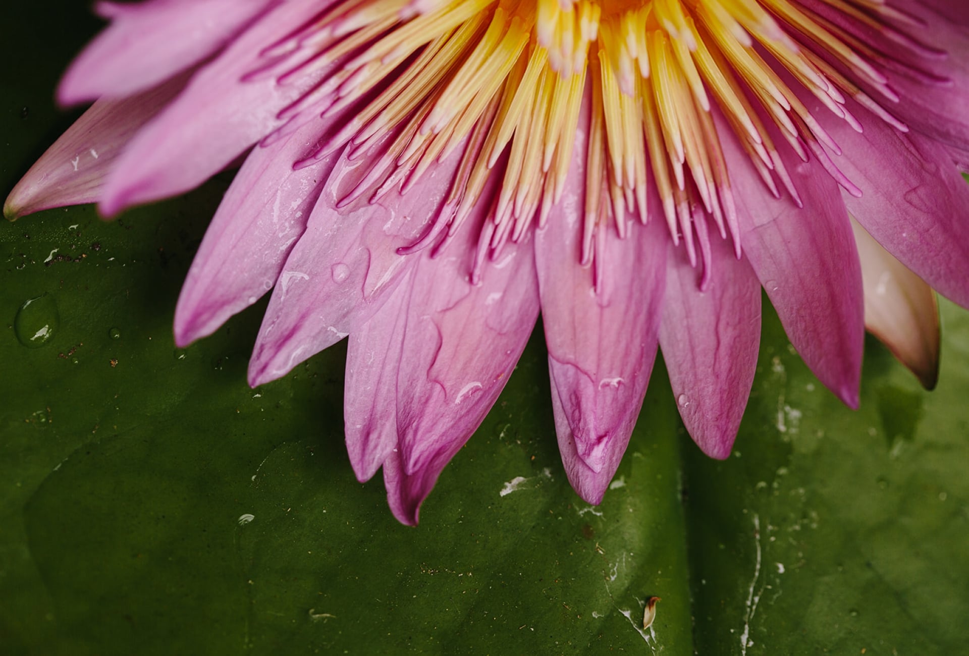 flower and leaf spa